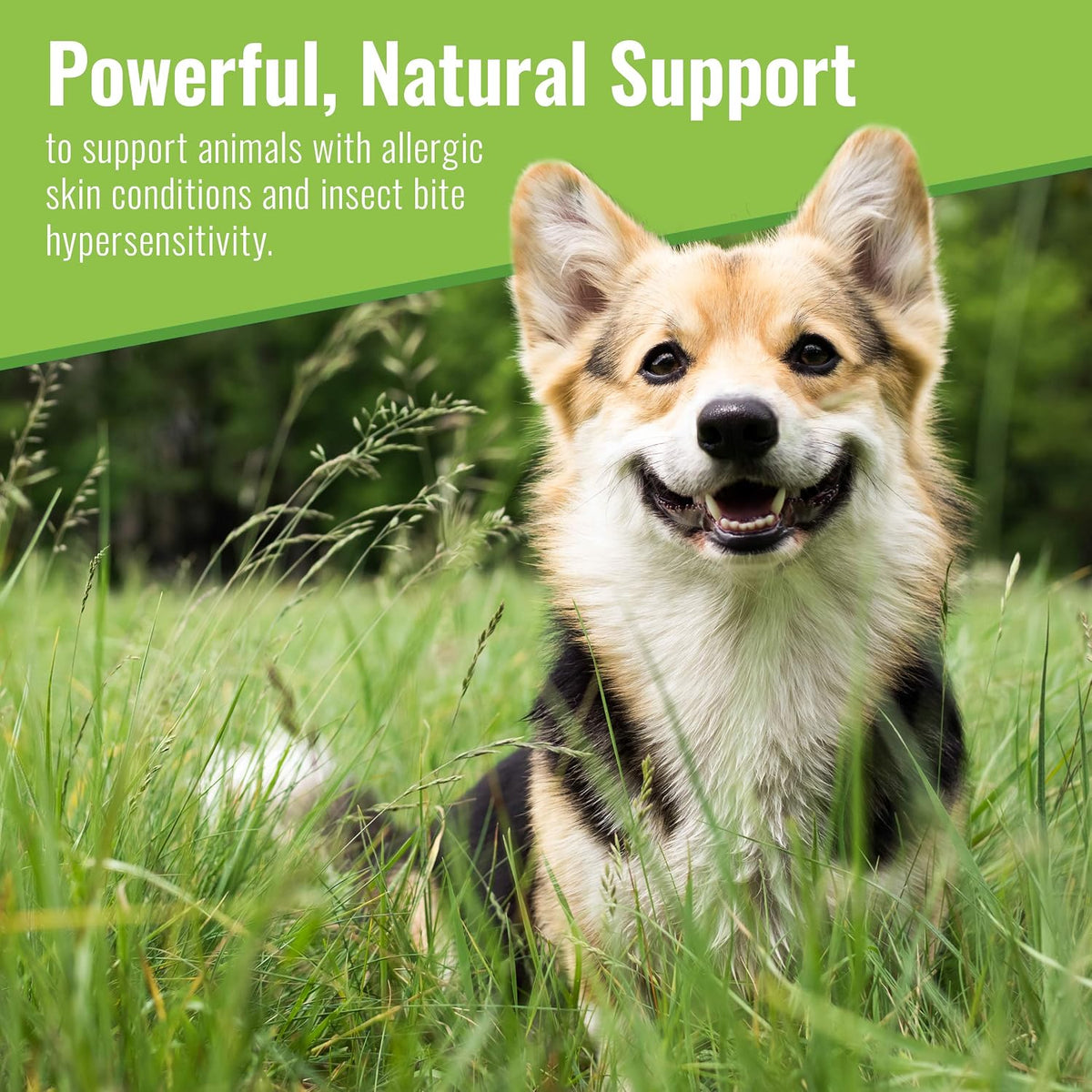 Canine Organic Mushroom Powder Skin and Coat Supplement, 200 Grammes (Packaging May Vary) - görsel 2