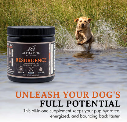 Alpha Dog Nutrition Electrolytes for Dogs - PhD Formulated Hydration Supplement with Beef Flavour for Active Canines