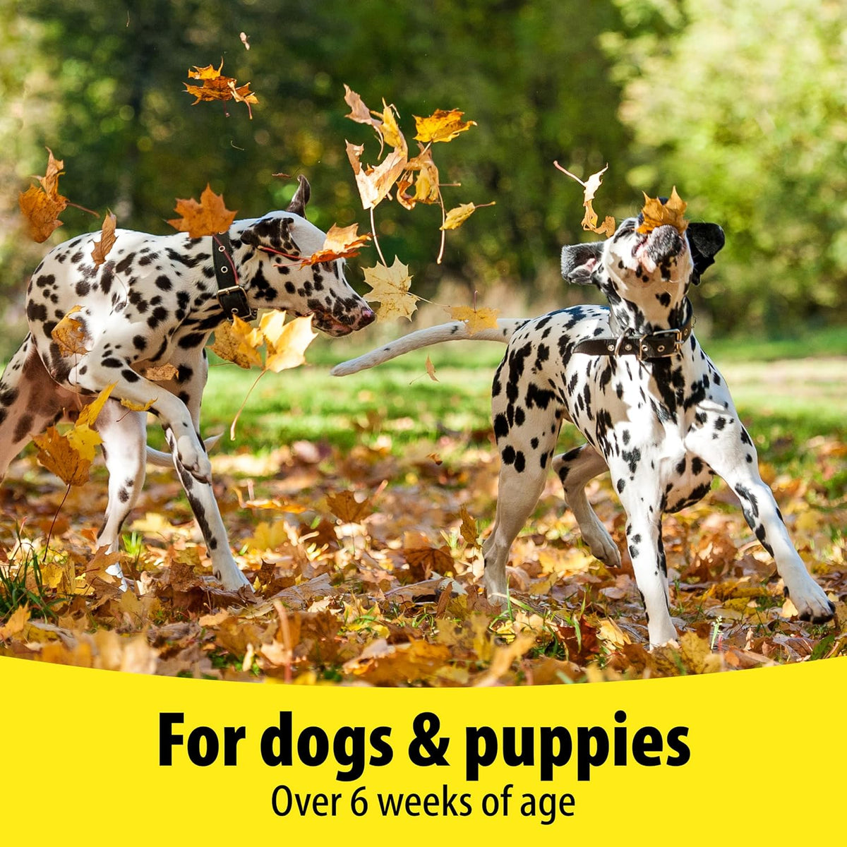 Vetzyme Dog B + E 200 Tablets - görsel 4