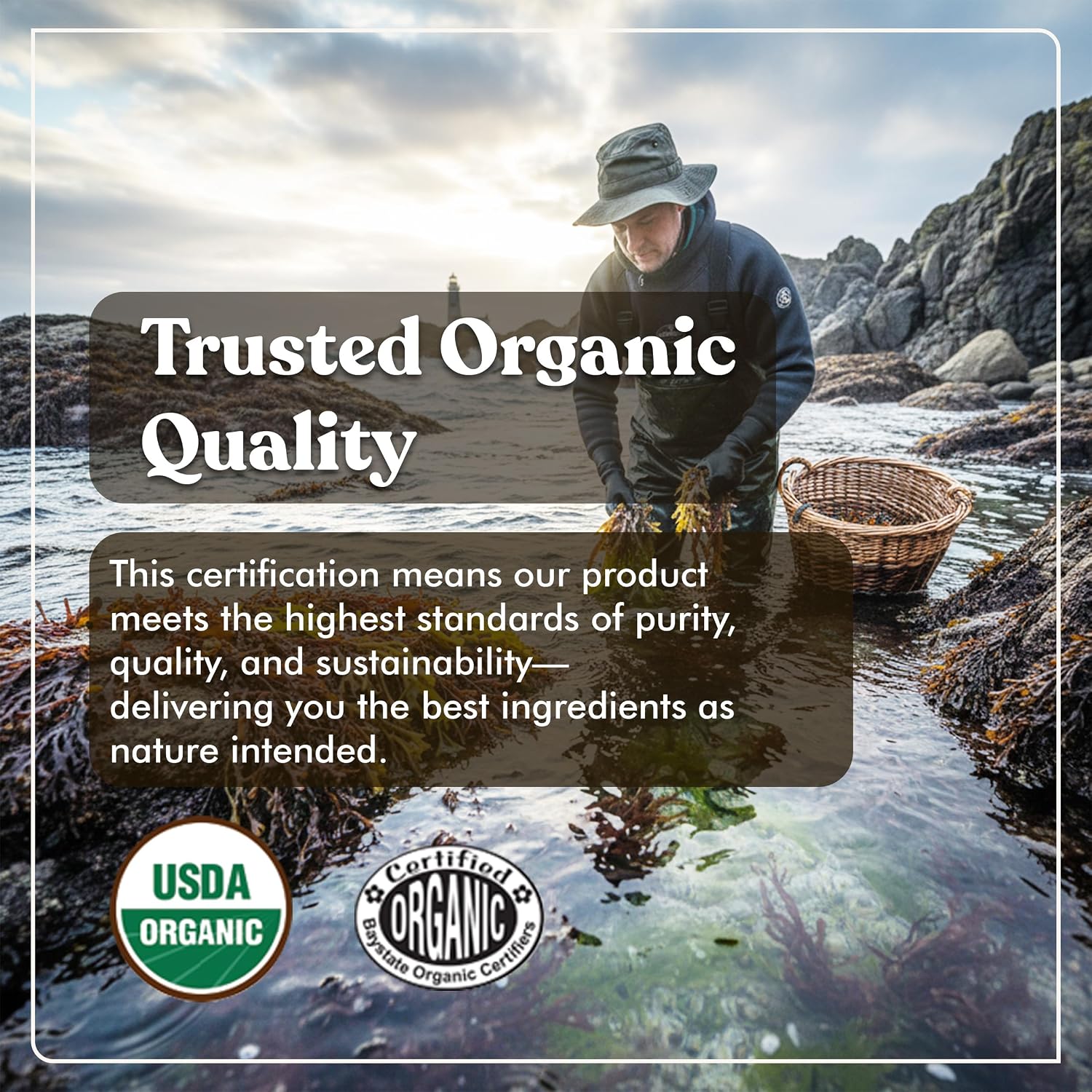 American Standard Supplements Organic Sea Moss, Bladderwrack & Burdock Root Capsules - 1200mg per Serving, 120 Capsules - görsel 2