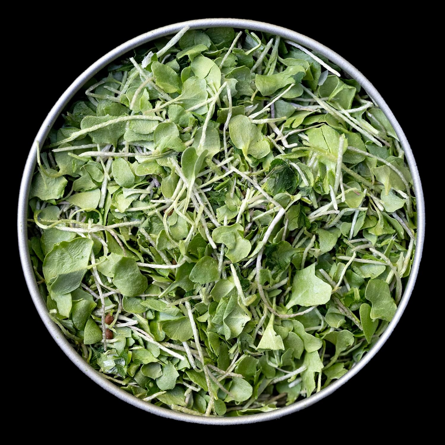 Whole Food Microgreens - US Grown, Small Batch, Nutritional Booster - Broccoli Booster - Nrf2 Activation - 5g - görsel 2