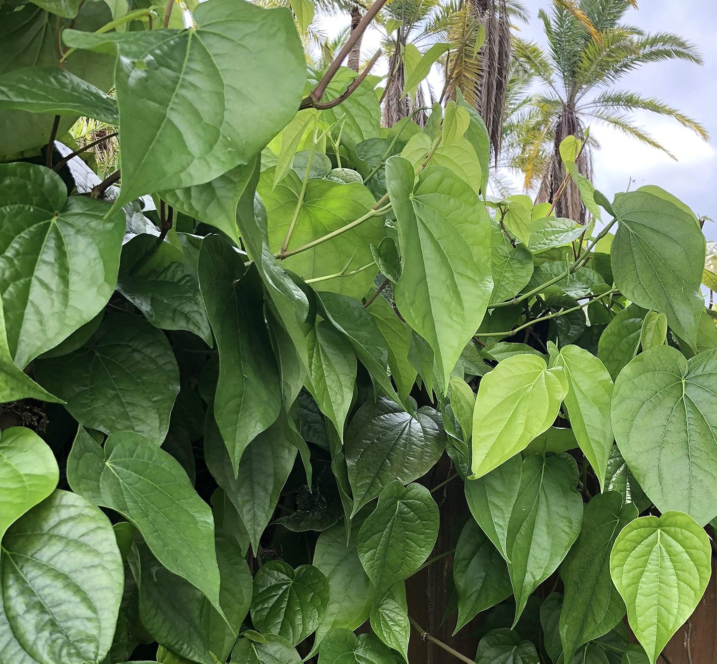 Fresh Betel Leaf (Paan) – 10 Leaves for Chewing, Puja & Ayurvedic Uses - görsel 1