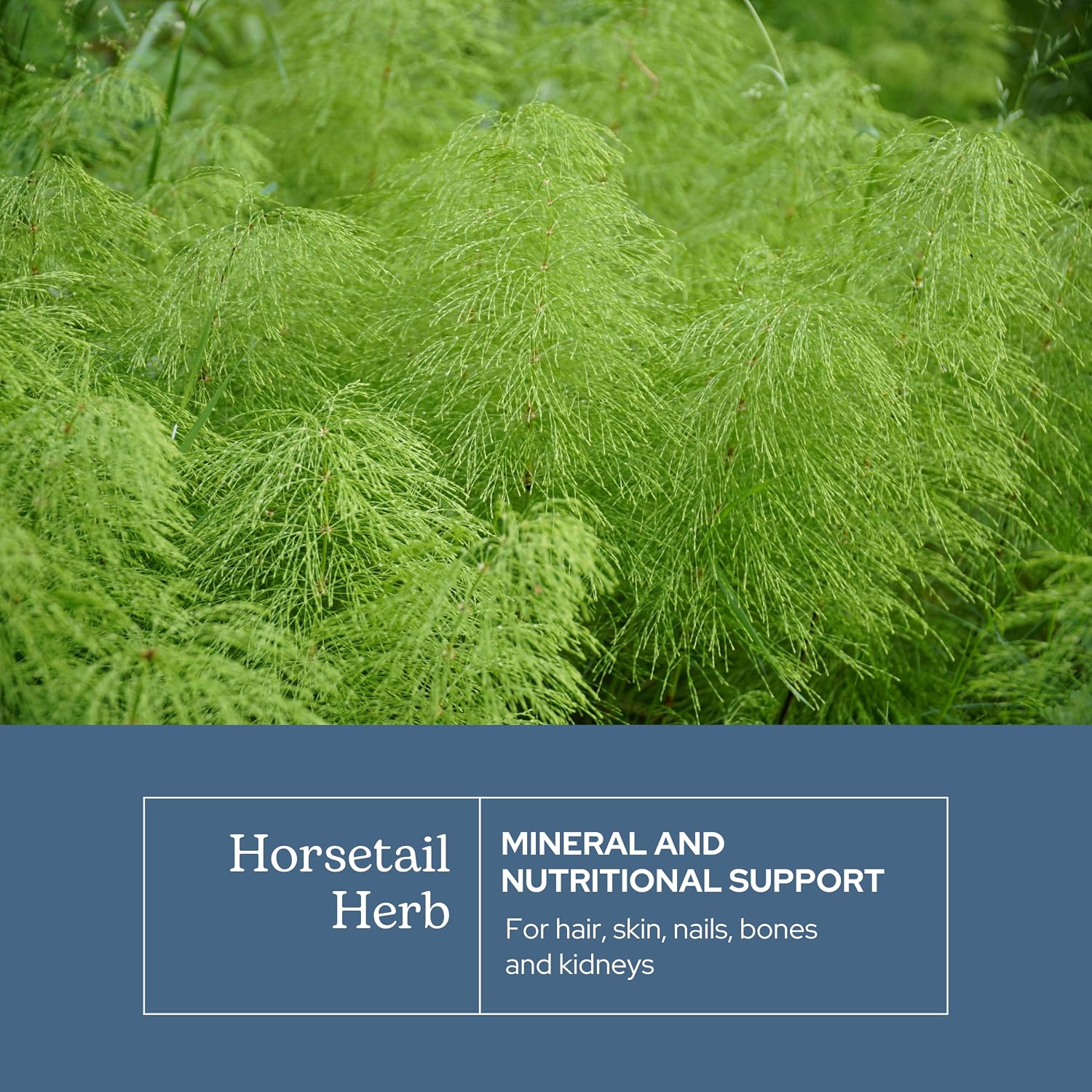 Eclectic Herb Horsetail Capsules - Mineral and Nutritional Support for Hair, Skin and Nails, Freeze-Dried, 90 Capsules - görsel 3