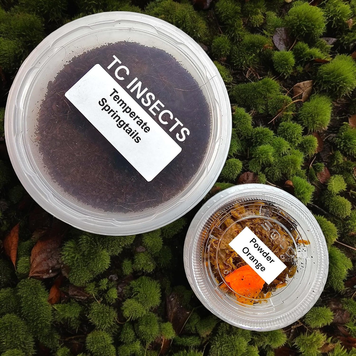 Bioactive Combo | 25 Powder Orange Isopods | 8 oz Coco Temperate Springtails | Live Delivery Guaranteed - görsel 1