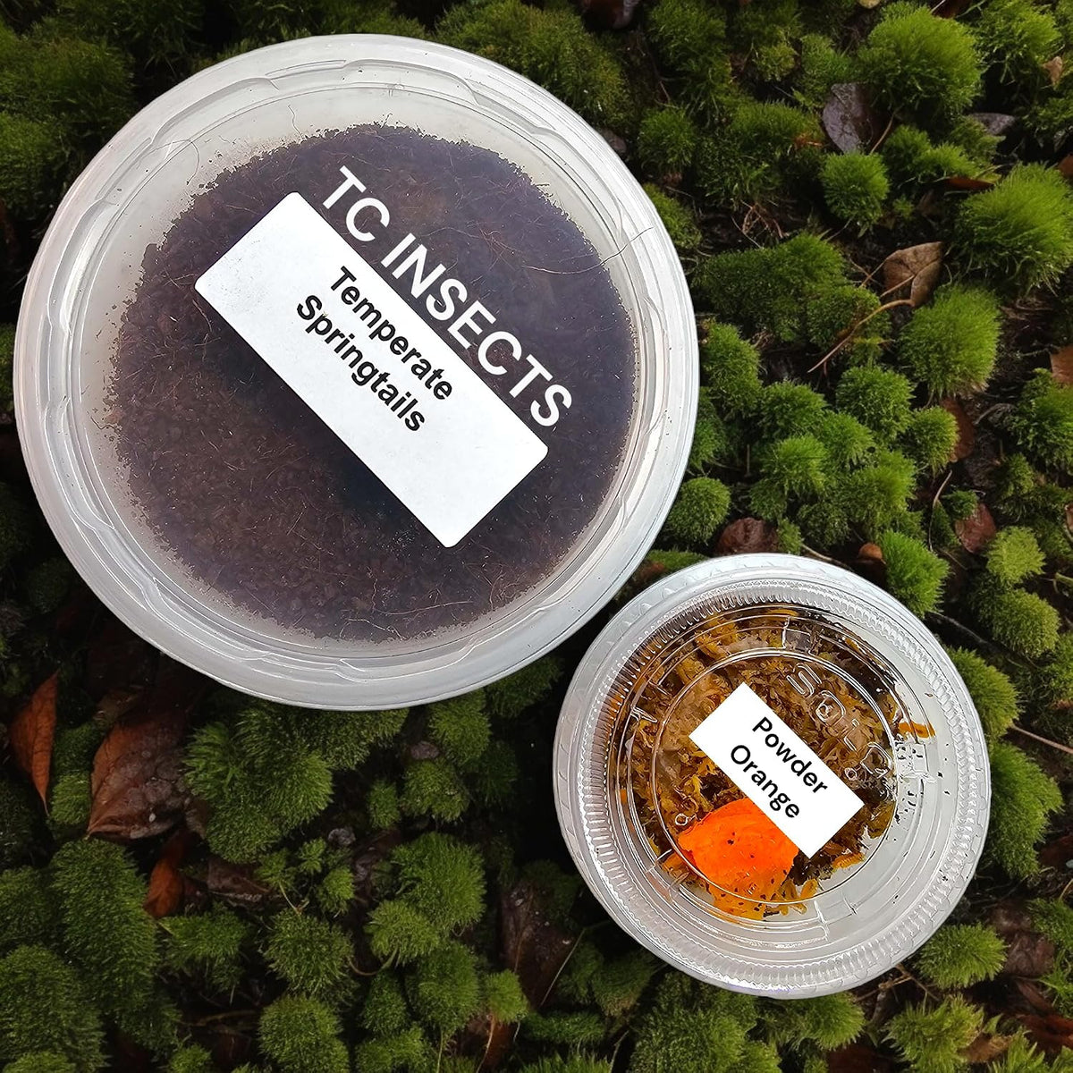 Bioactive Combo | 25 Powder Orange Isopods | 8 oz Coco Temperate Springtails | Live Delivery Guaranteed - görsel 1