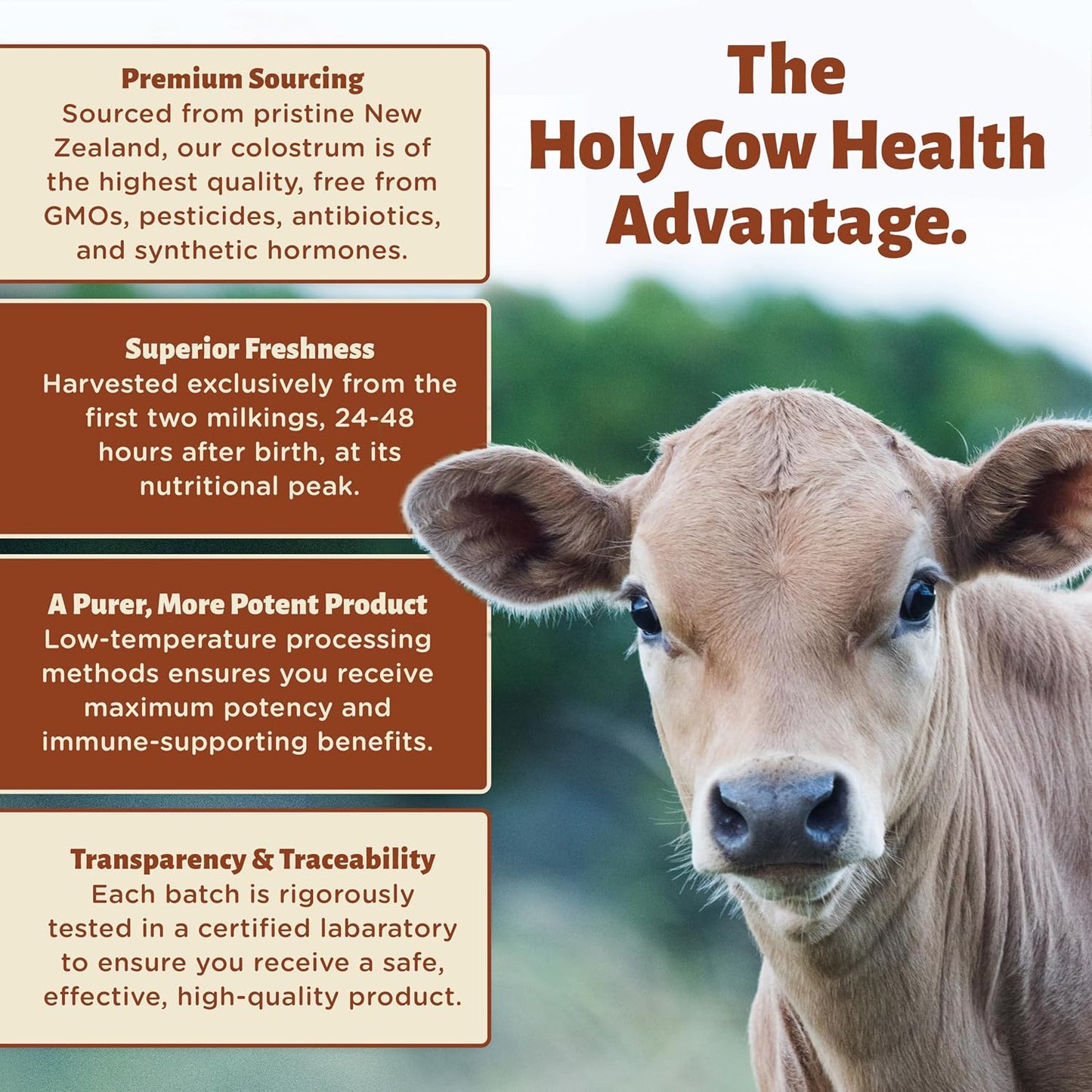 Holy Cow Health Colostrum Capsules – Pure, Undiluted, Highly Bioactive – for Gut and Immune Support - görsel 5
