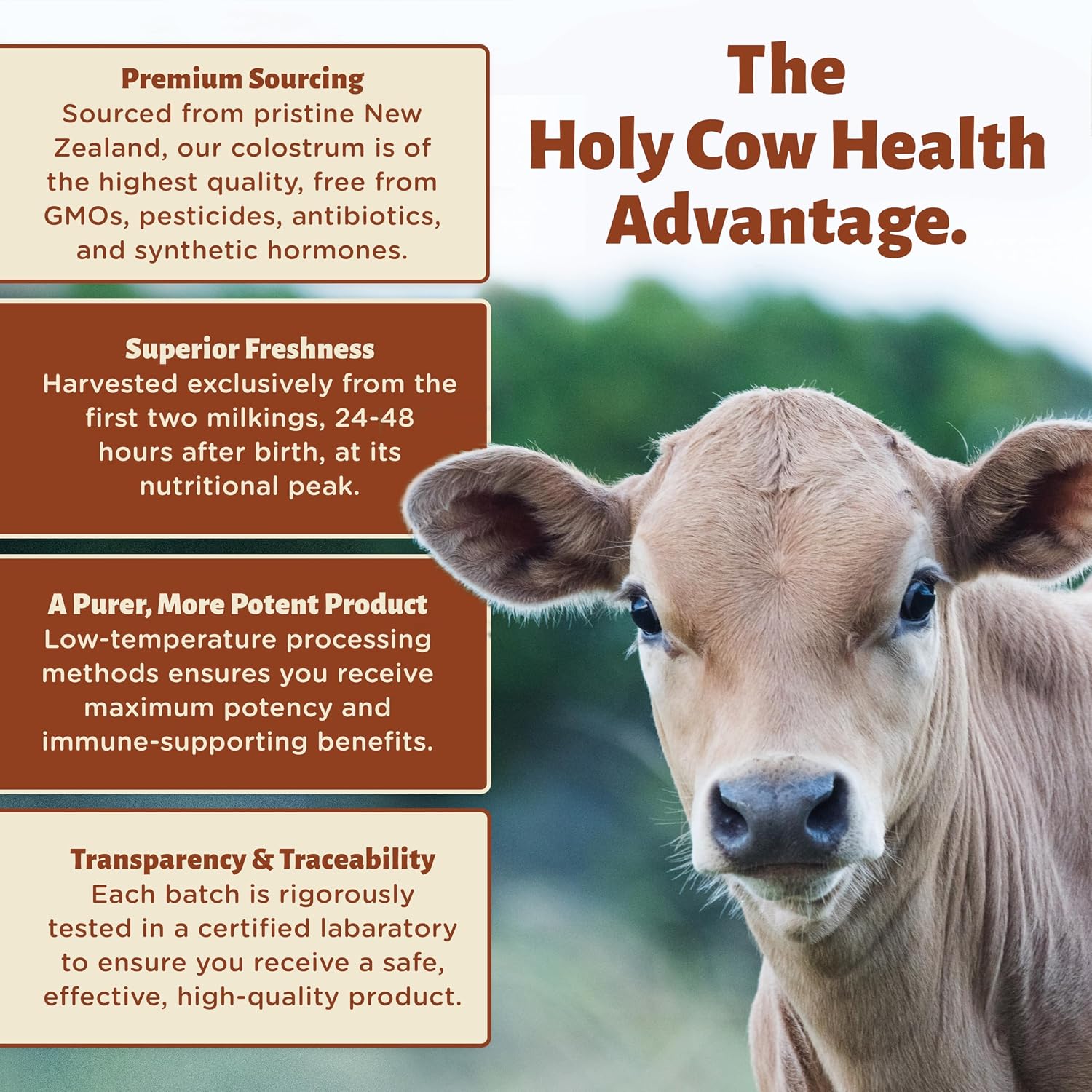 Holy Cow Health Colostrum Capsules – Pure, Undiluted, Highly Bioactive – for Gut and Immune Support - görsel 5