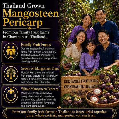 Mangosteen Food Supplement Capsules – Freeze-Dried Pericarp Powder, 515 mg, 480 Vegan Capsules
