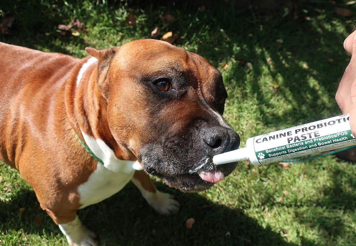 Dogzymes Canine Probiotic Paste – 2.3 Billion CFU Saccharomyces boulardii, Organic Honey (30 g) - görsel 2
