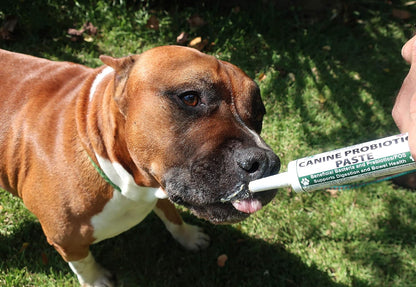 Dogzymes Canine Probiotic Paste – 2.3 Billion CFU Saccharomyces boulardii, Organic Honey (30 g)