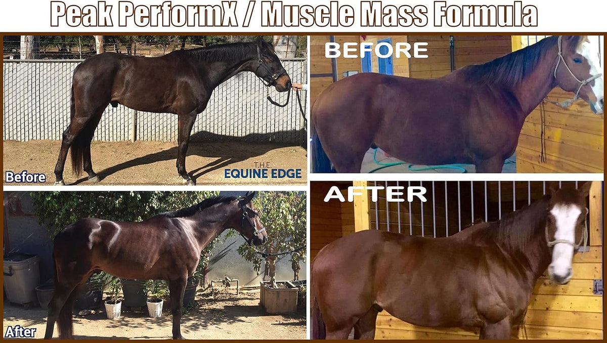 Peak PerformX Multivitamin for Horses with Tribulus, 1420g Powder - görsel 6