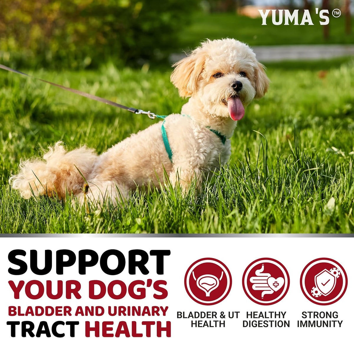 Dog UTI Chews - 170 Treats - Cranberry Supplement for Dogs - Bladder Control - Digestion & Immune Support - Urinary Tract Health - Multivitamin - Vitamins and Supplements - Made in USA - görsel 4
