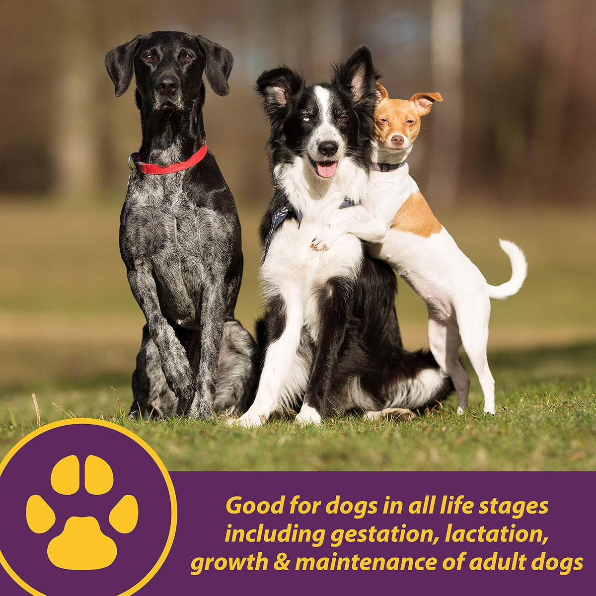 Horse Health Canine Red Cell, Liquid Vitamin-Iron-Mineral Supplement for Puppies, Active Older and Pregnant Dogs, 946 ml - görsel 2